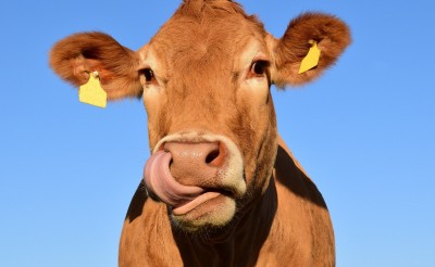 Vache