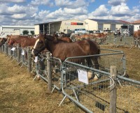 Chevaux de trait